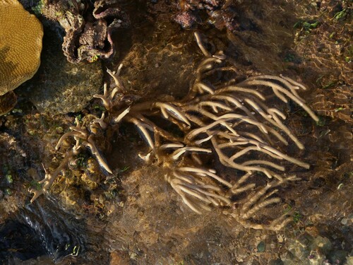 Rumphella observed 2024-10-07