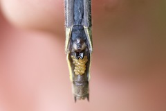 Phanogomphus descriptus