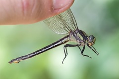 Phanogomphus descriptus