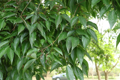 Image of Nilgiri Elm (Celtis tetrandra) by (c) 張家瑜, some rights reserved (CC BY)