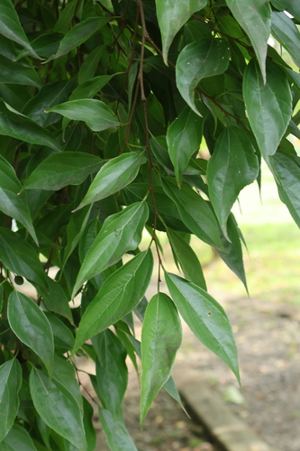 Image of Nilgiri Elm (Celtis tetrandra) by (c) 張家瑜, some rights reserved (CC BY)