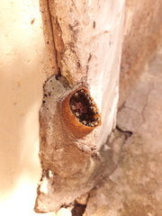 Nannotrigona testaceicornis