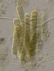 Nostocaceae