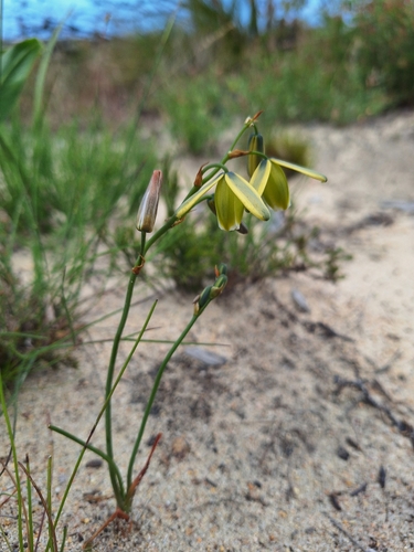 Image of Albuca cooperi by (c) Adele SL, some rights reserved (CC BY)