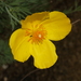 Mexican Tulip Poppy - Photo (c) Carlos G Velazco-Macias, some rights reserved (CC BY-NC), uploaded by Carlos G Velazco-Macias