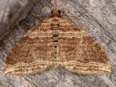 Anticlea multiferata