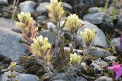 Castilleja hyperborea