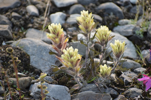 Image of Castilleja hyperborea by (c) Syd Cannings, some rights reserved (CC BY)