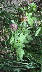Agastache urticifolia