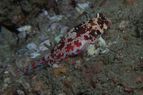 Synchiropus stellatus observed 2024-10-19