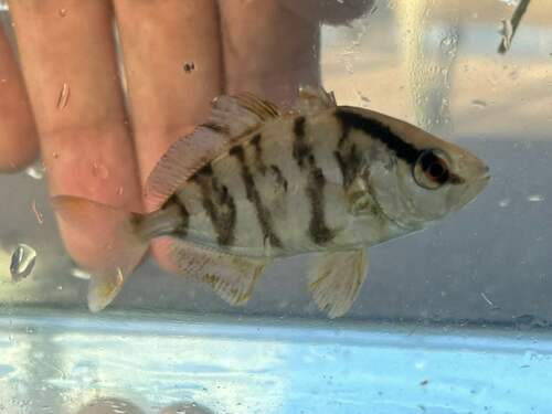 Allied kingfish (Seriola dumerili) — Carangidae — 2