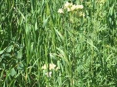 Polemonium foliosissimum
