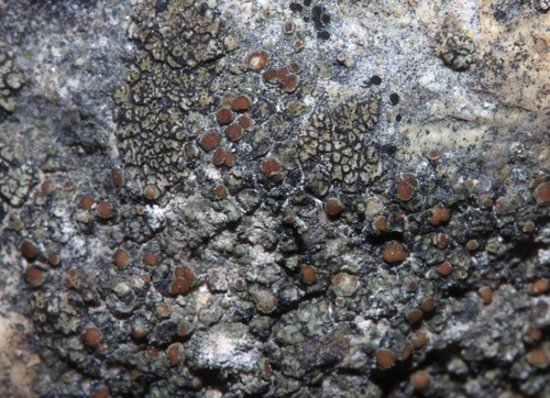 Representative image of Lecania erysibe