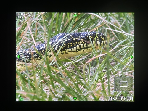 Diamond Python sighting