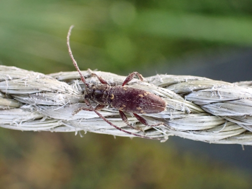 Fig longhorn beetle photo 4