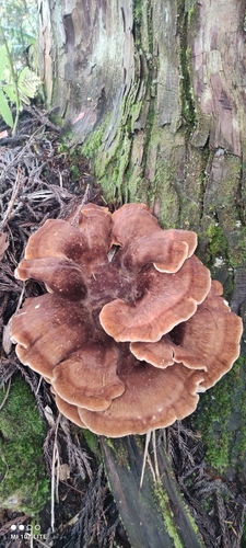 Bondarzewia occidentalis