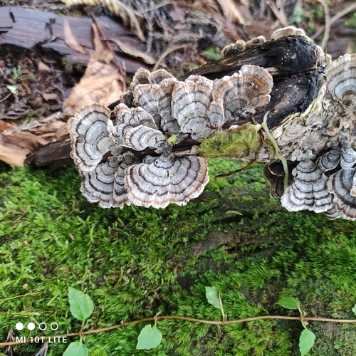 Trametes versicolor