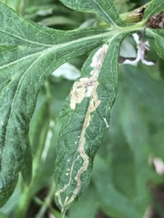 Liriomyza ptarmicae