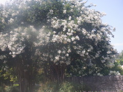 Chamaecytisus prolifer