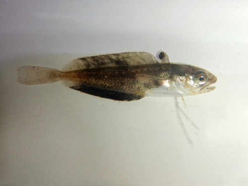 Koninklijke gaffelkabeljauw (Urophycis regia) — Phycidae — 2