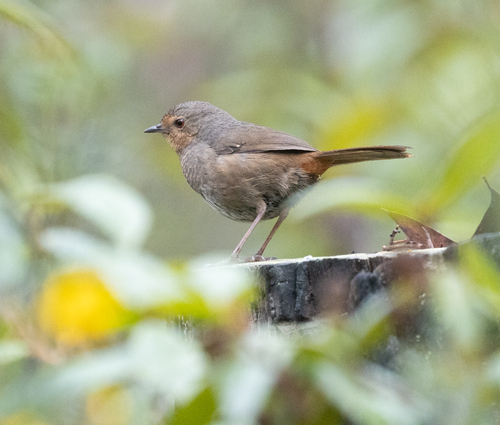 Pilotbird (Pycnoptilus floccosus), photo 3