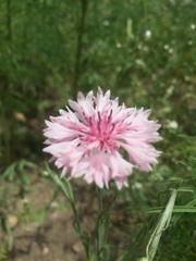 Centaurea cyanus