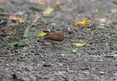 Violaceous Quail-Dove photo 4