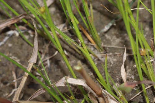 Image of Juncus nodosus by (c) Dustin Snider, some rights reserved (CC BY)