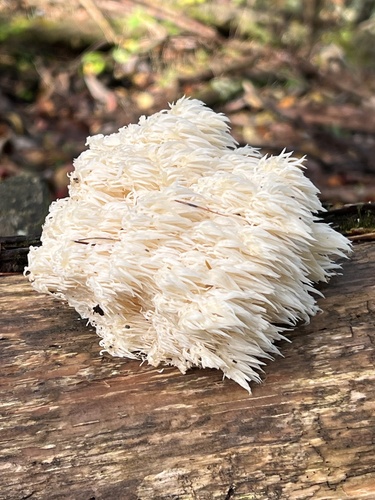 Hericium erinaceus