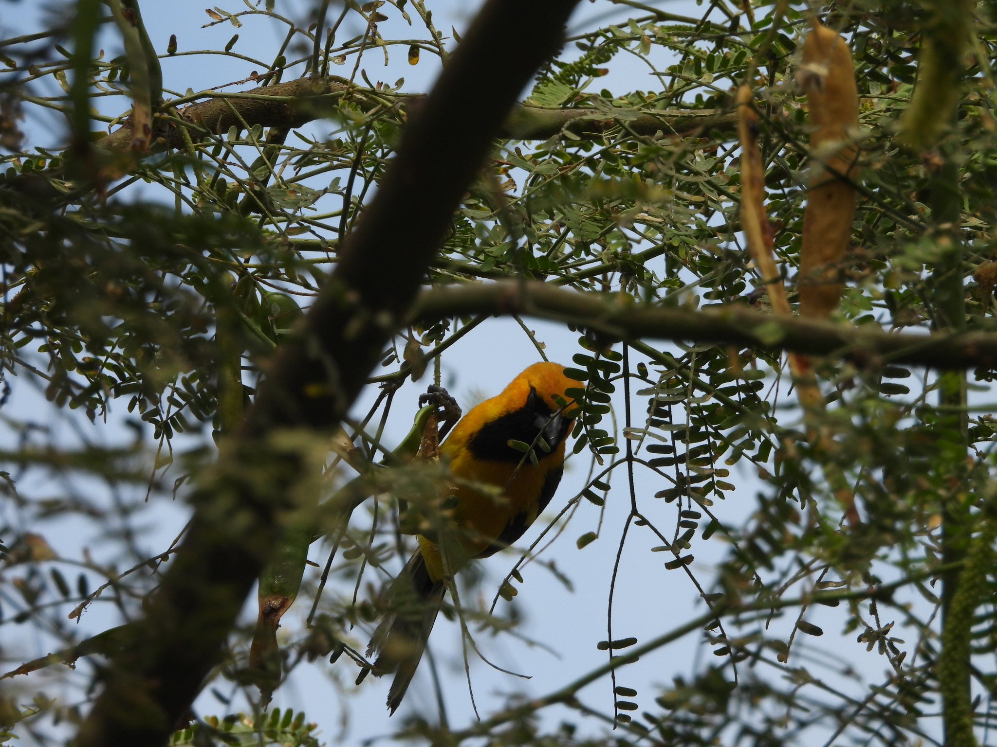 White-edged Oriole (Icterus graceannae), photo 5