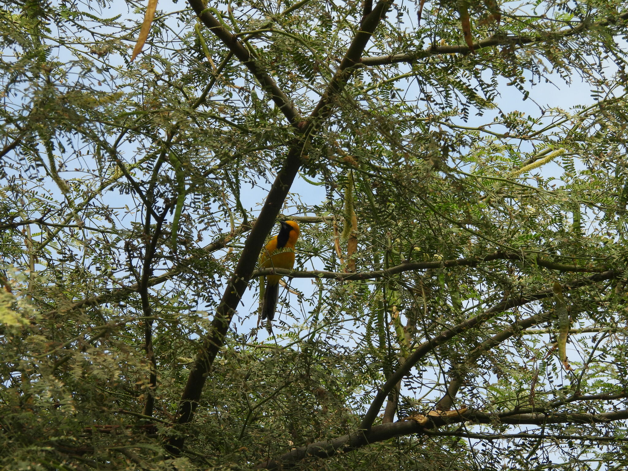 White-edged Oriole (Icterus graceannae), photo 6