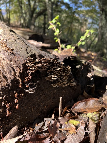 Trametes versicolor