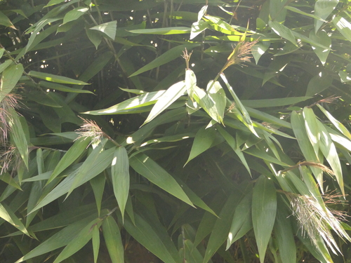 Image of Thysanolaena latifolia by (c) Sagnik Dutta Roy, some rights reserved (CC BY)