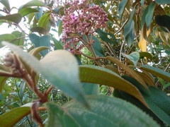 Miconieae