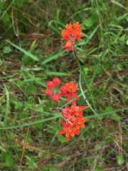 Asclepias lanceolata image