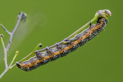 Pyrrhia exprimens