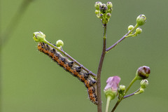 Pyrrhia exprimens