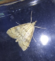 Udea fulvalis