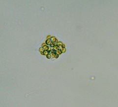 Coelastrum microporum
