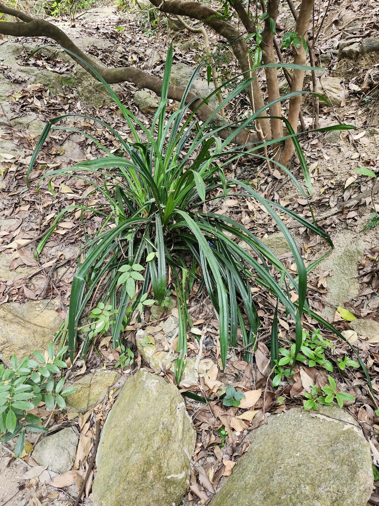 Pandanus austrosinensis