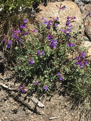 Penstemon azureus azureus