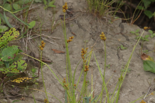 Image of Carex bebbii by (c) Dustin Snider, some rights reserved (CC BY)