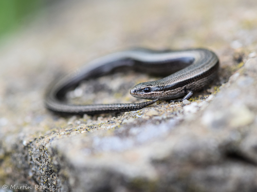 European Copper Skink