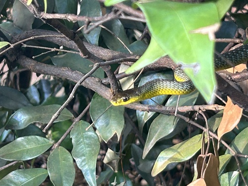 Common Tree Snake sighting