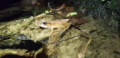 Lithobates juliani