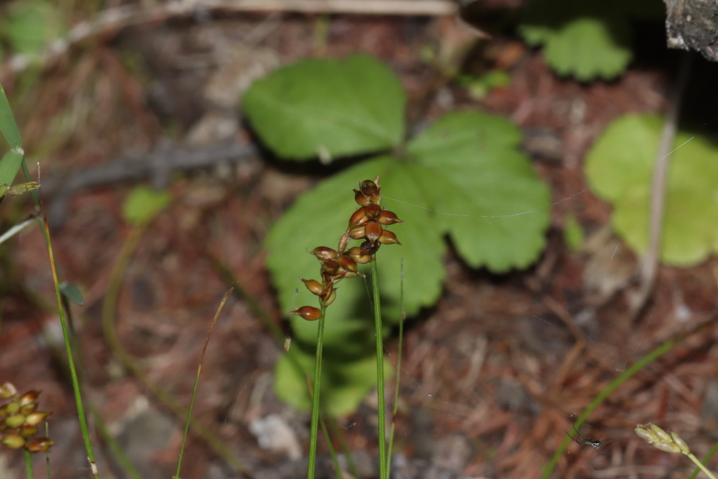 Northern bog sedge from Paynton No. 470, SK, CA on August 11, 2024 at ...