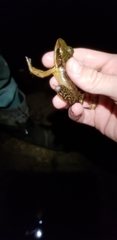 Lithobates juliani