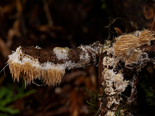 Hydnocristella himantia (Schwein.) R.H.Petersen