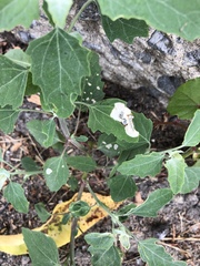 Chrysoesthia sexguttella