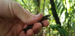 Lepidophyma flavimaculatum